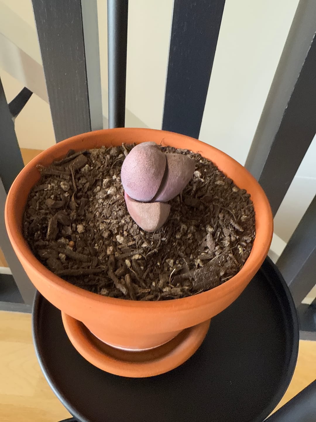 Customer photo review of Pleiospilos nellii 'Royal Flush'