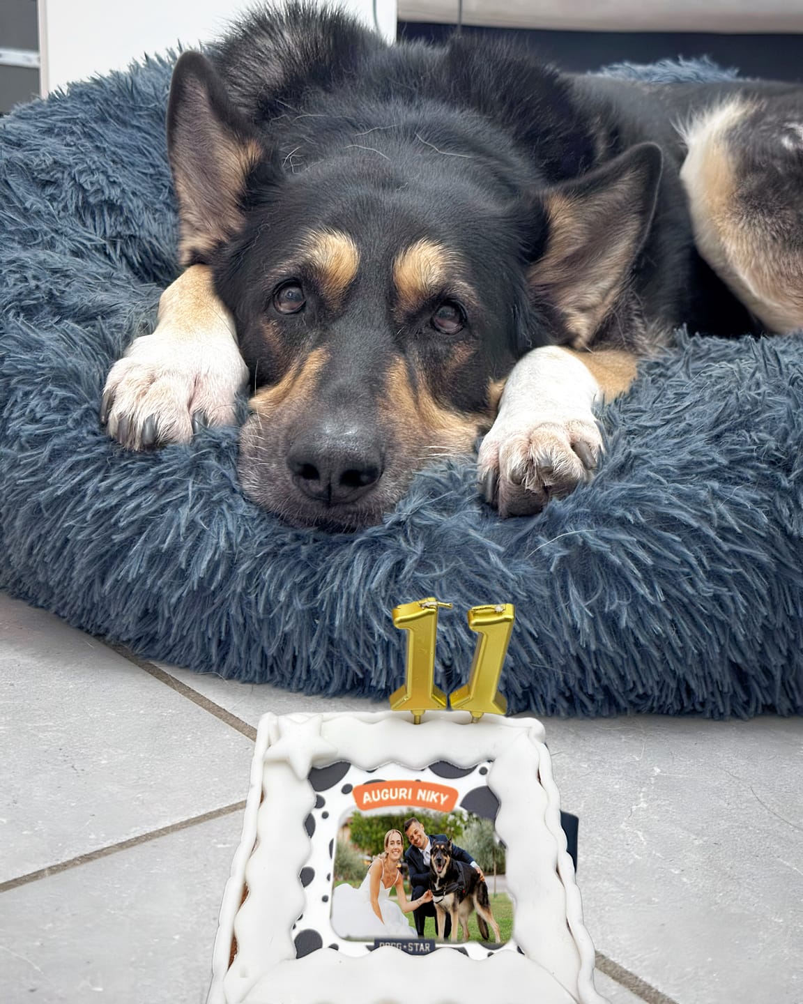 Customer photo review of Fotogenica 3 Torta Per Cani CON FOTO e NOME