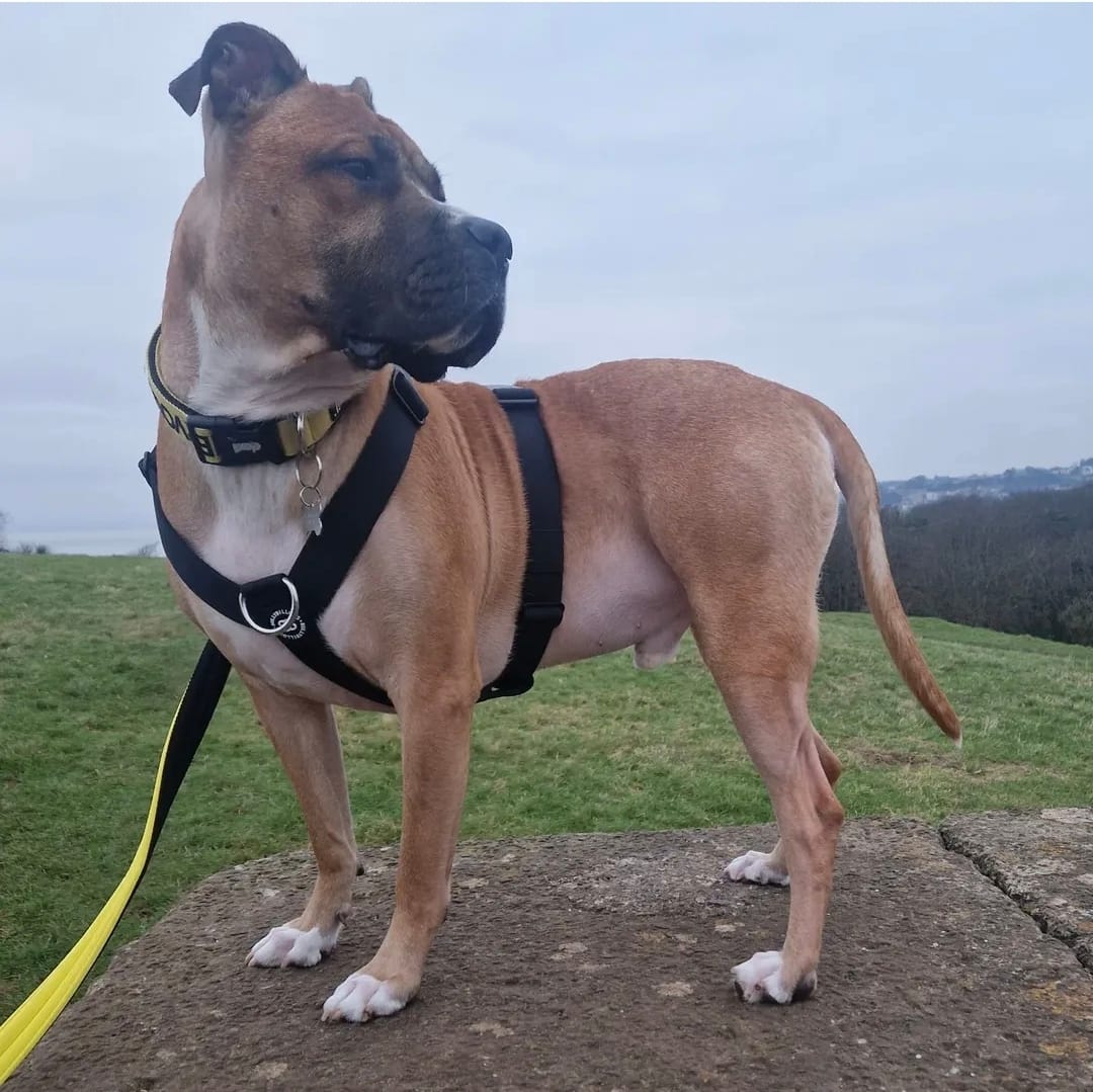 Customer photo review of Training Anti Pull TRI-Harness® | M-XL Breeds - Black