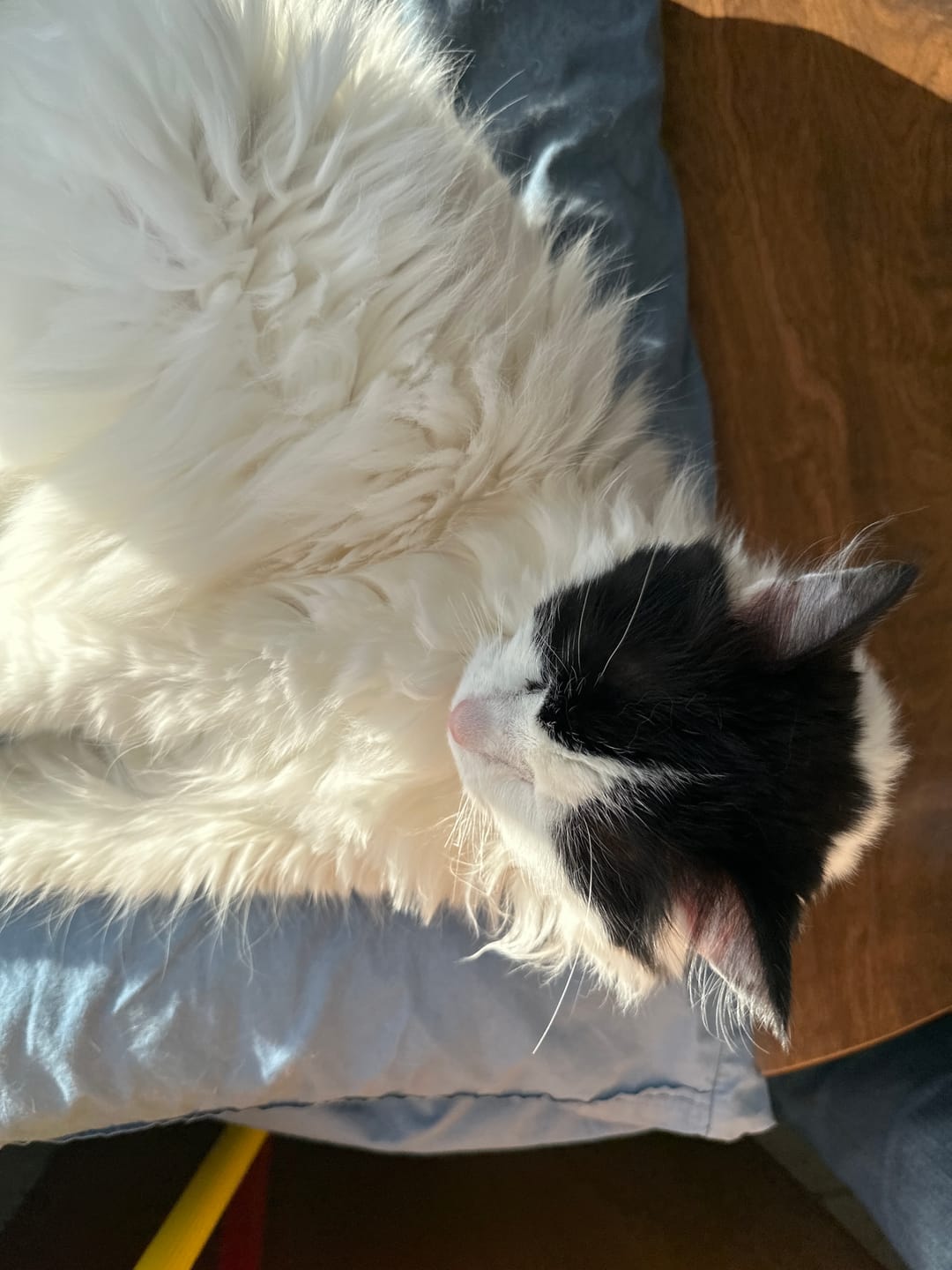Customer photo review of Royal Canin Veterinary Diet - Urinary SO + Calm Dry Cat Food