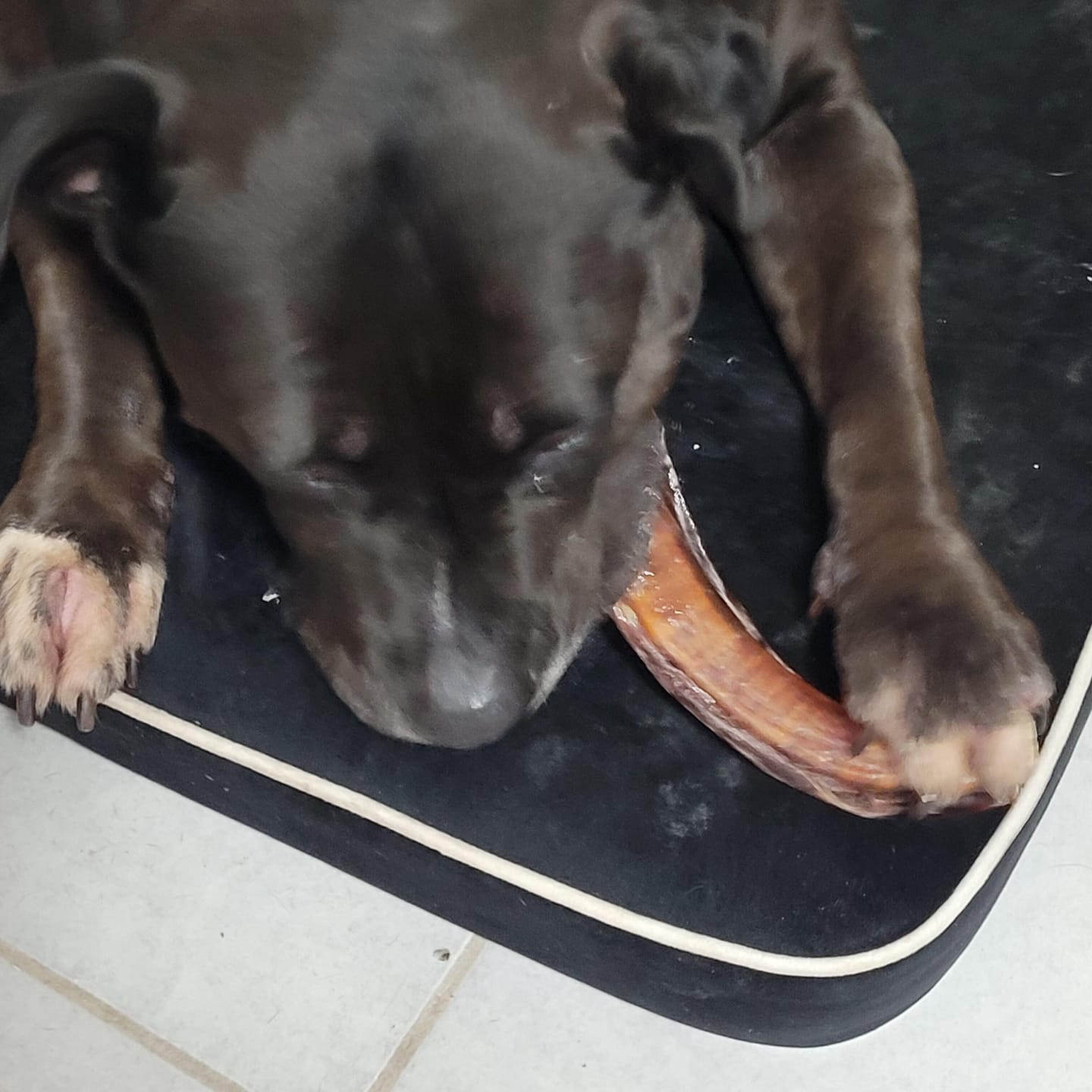 Customer photo review of Beef Pizzle (THICK & Long)