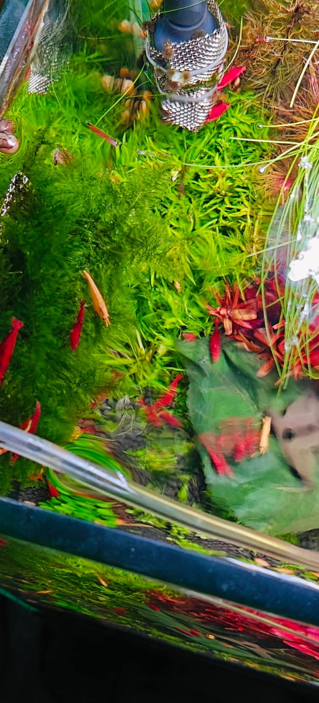 Customer photo review of Golden Neocaridina Shrimp