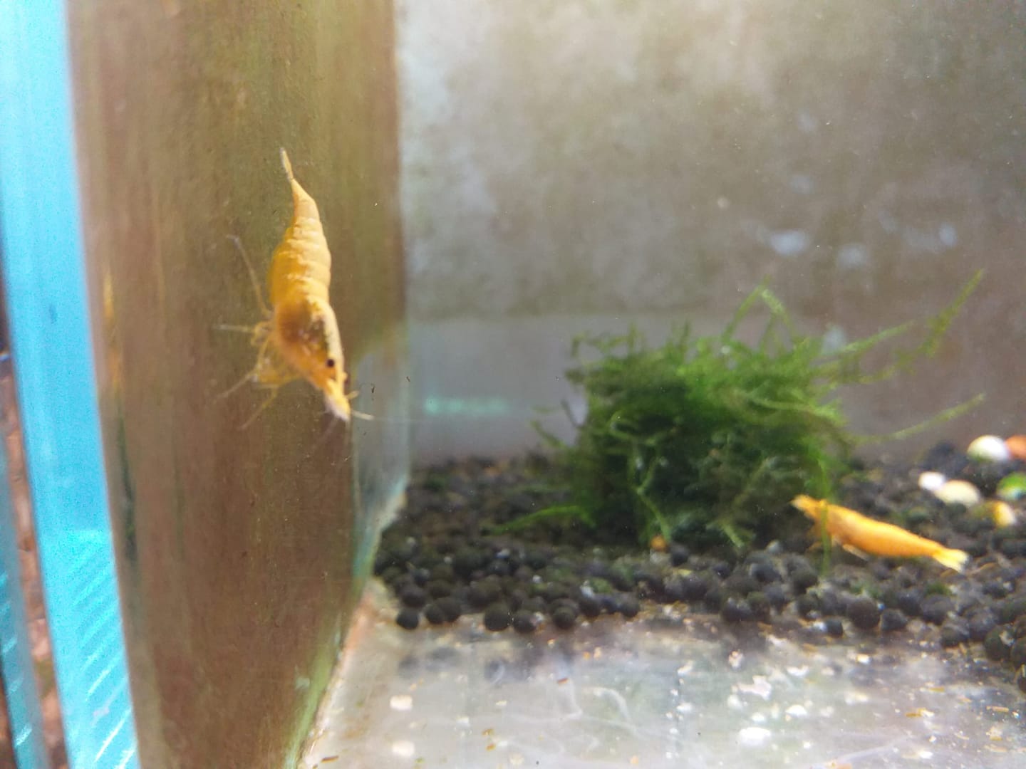 Customer photo review of Golden Neocaridina Shrimp