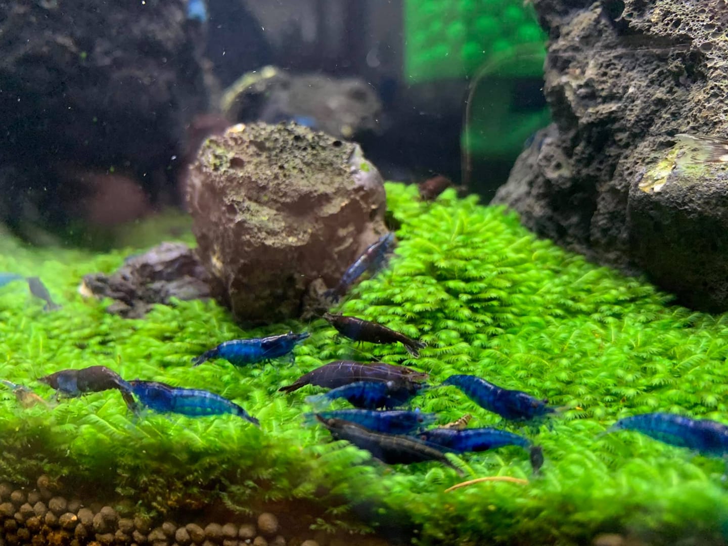 Customer photo review of Blue Dream Neocaridina Shrimp
