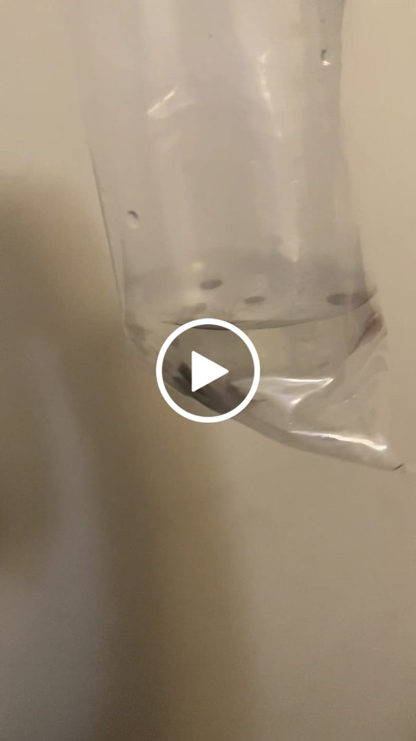 Customer video review of RAMSHORN SNAILS (ASSORTED BLUE, PINK,GREY,GOLD)