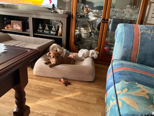 Customer photo review of Pet Sofa Bed Raised Elevated Soft Lounge Couch