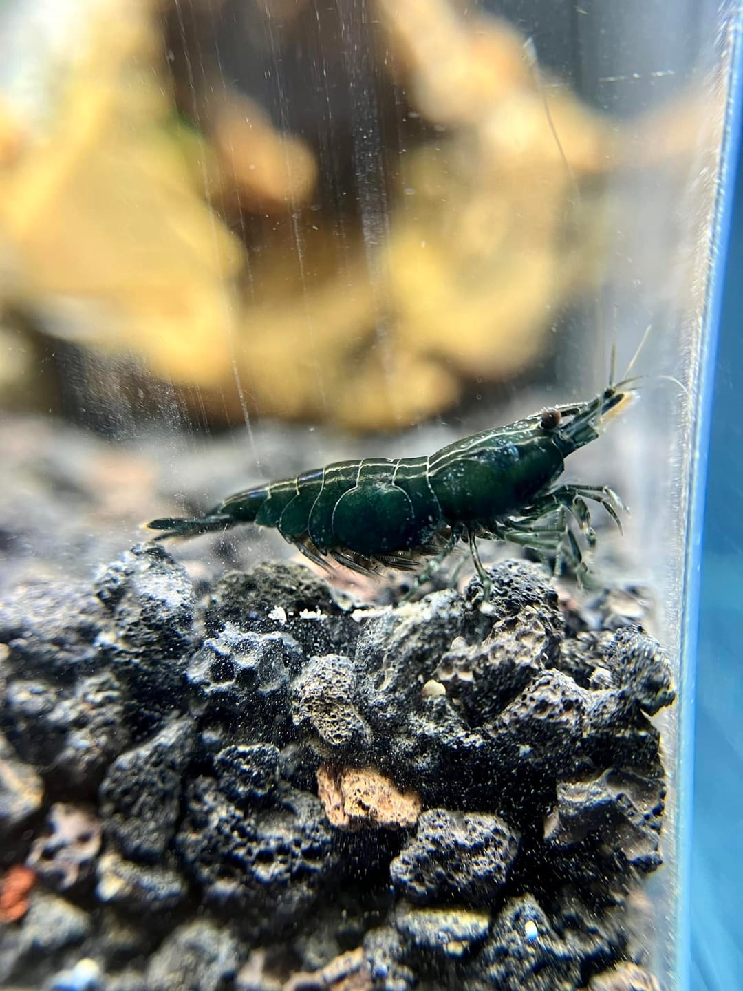 Customer photo review of Green Jade Neocaridina Shrimp