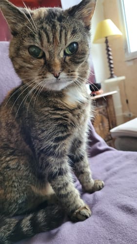 Avis photo d'un client sur Pâtée Chat Stérilisé Sans Céréales - Poisson Blanc