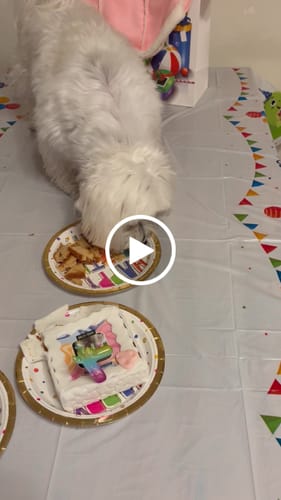 Customer video review of Fotogenica Torta Per Cani CON FOTO e NOME
