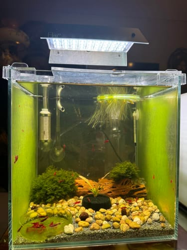 Customer photo review of Fire Red Neocaridina Shrimp