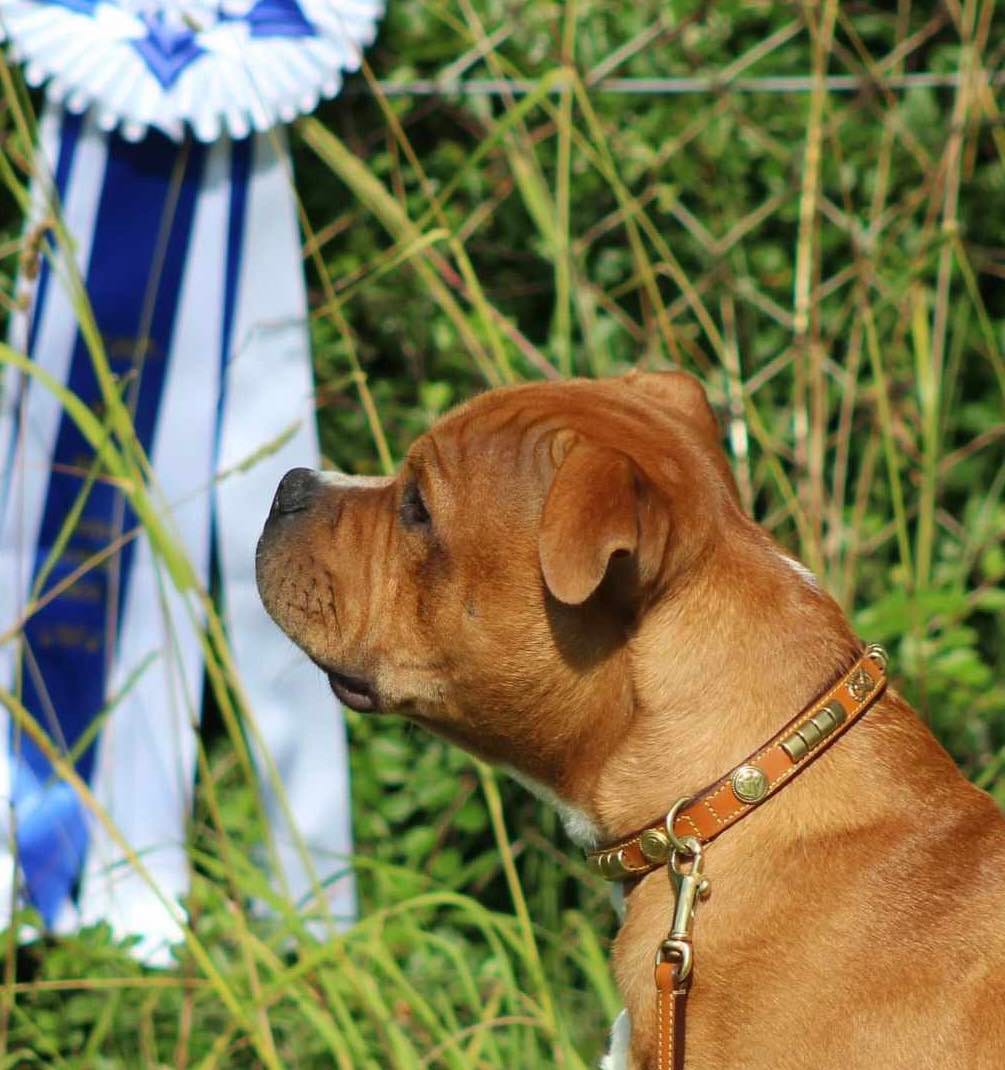 Customer photo review of Staffordshire Bull Terrier 1935® Show Collar & Leash Set - Eik's Champion Edition - Cognac & Gold