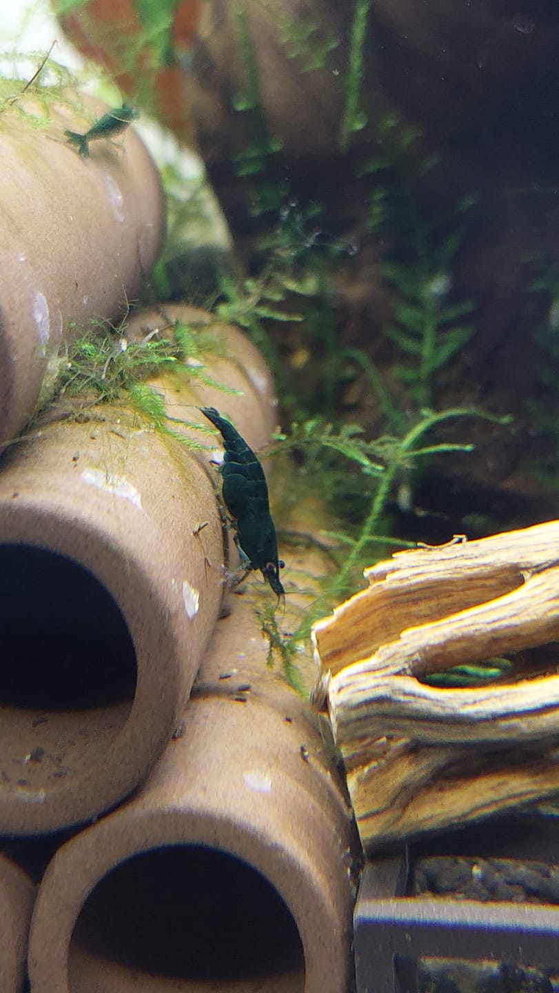 Customer photo review of Green Jade Neocaridina Shrimp