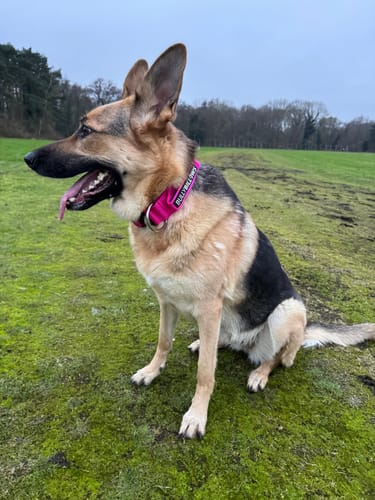undefined review of 5cm Combat® Collar | With Handle & Secure Clip - Magenta image 1 out of 1