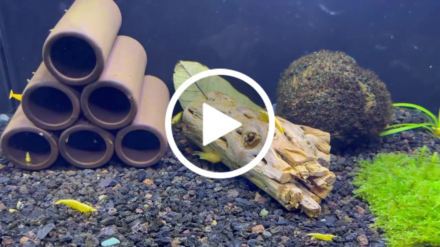 Customer video review of Golden Neocaridina Shrimp