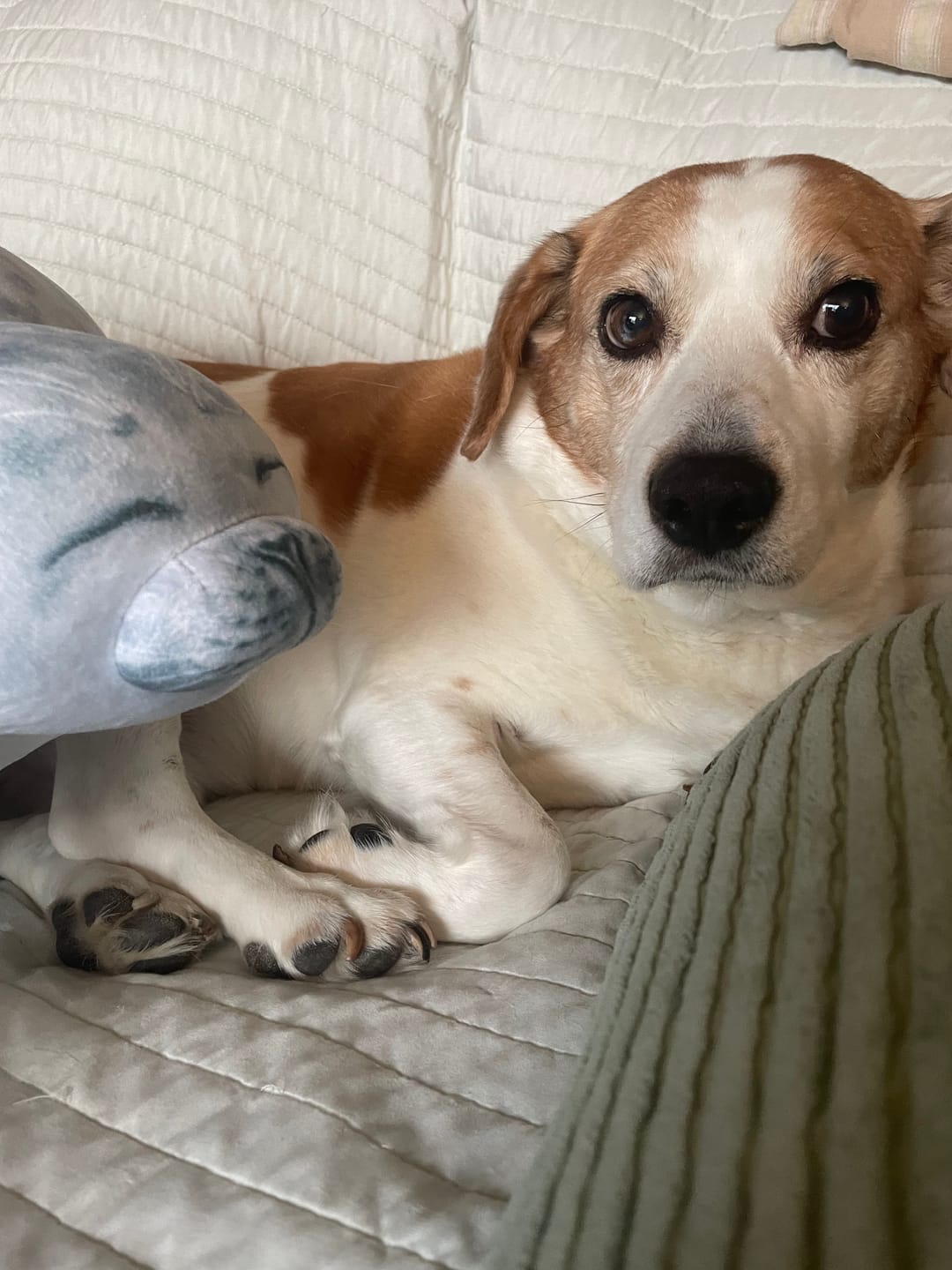 Customer photo review of Yuki-Chan Plushie "Japan's Roundest Seal" - XL (Extra Chonky)
