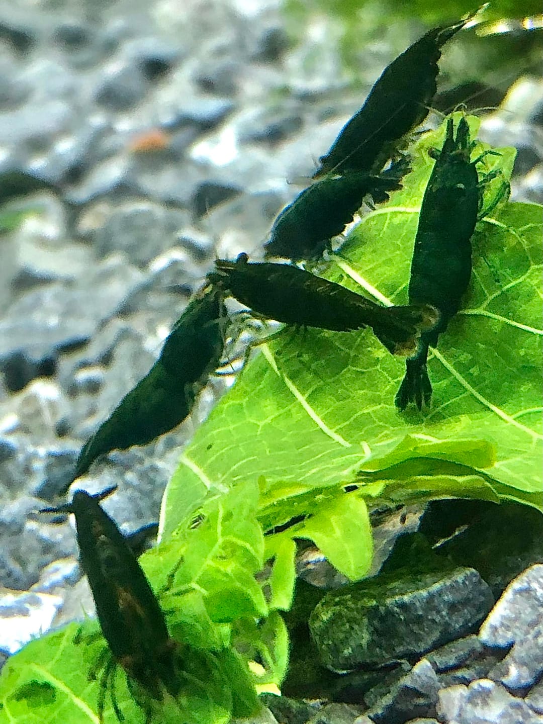Customer photo review of Green Jade Neocaridina Shrimp