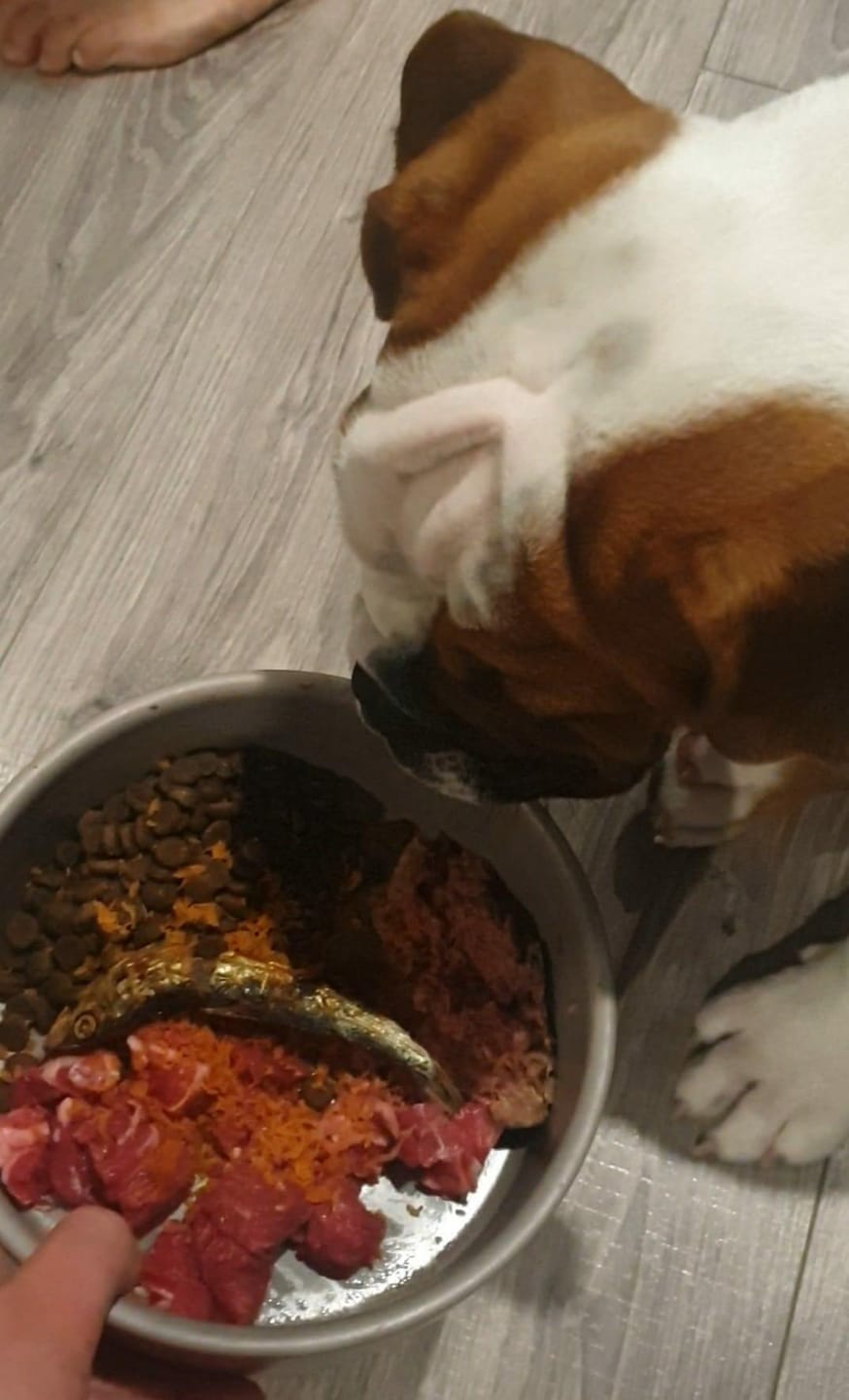 Customer photo review of Dehydrated Pilchards