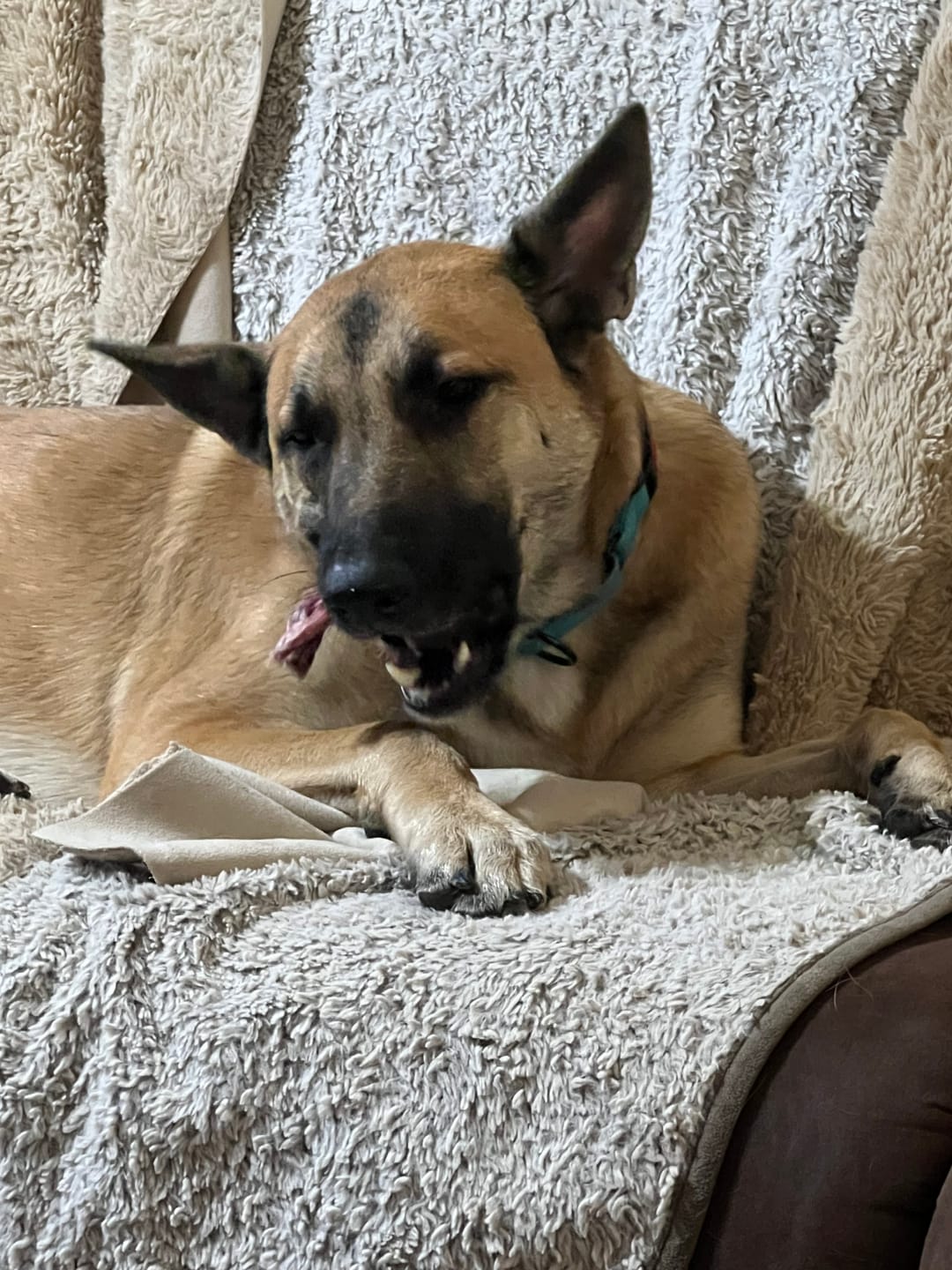 Customer photo review of 6 Inch Thick Braided Bully Stick