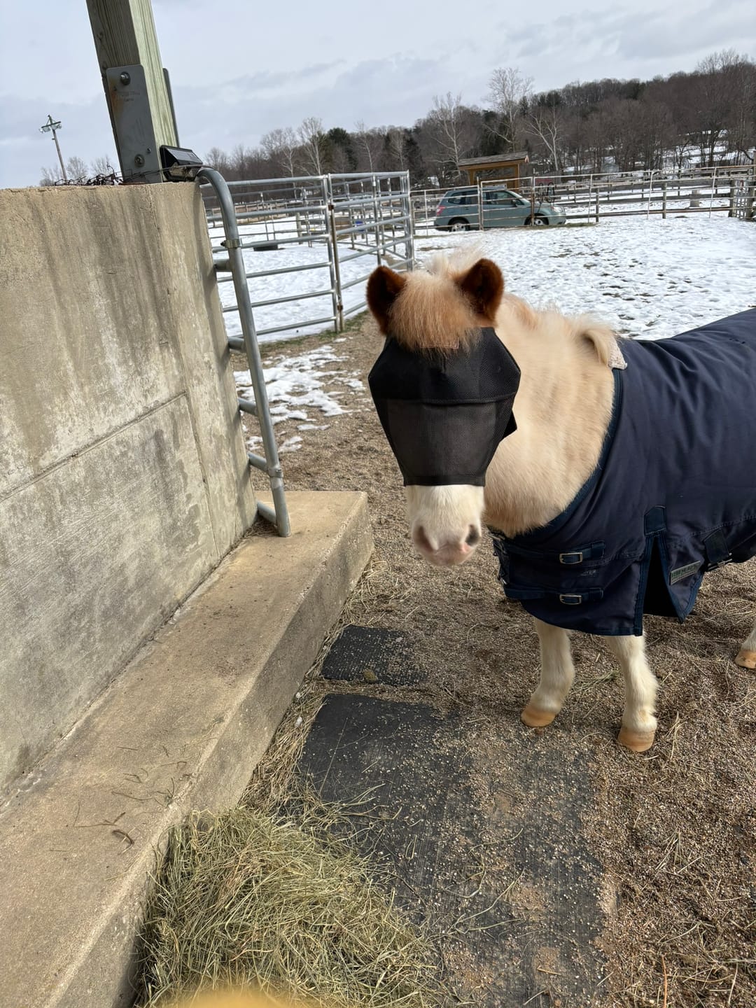 Customer photo review of EquiVizor Fly Mask - Standard