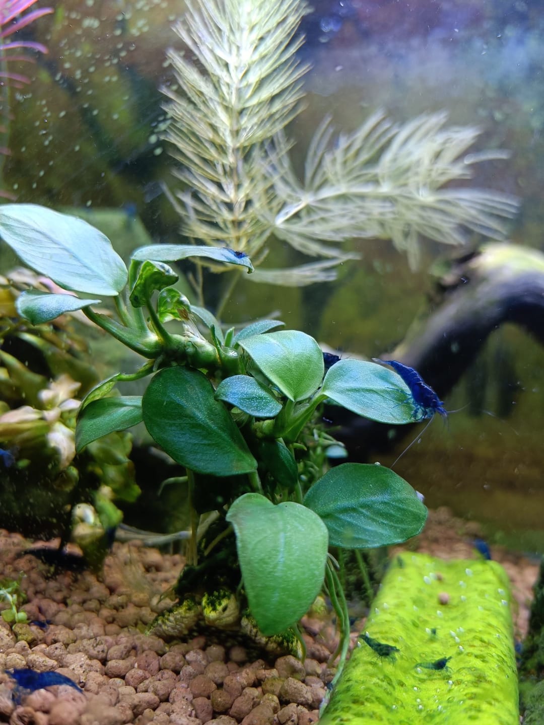 Customer photo review of Blue Dream Neocaridina Shrimp