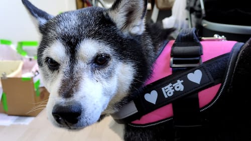 Customer photo review of FunFunPet 高機能ハーネス（お名前タグ作成サービス付き）