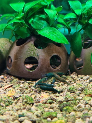 Customer photo review of Green Jade Neocaridina Shrimp