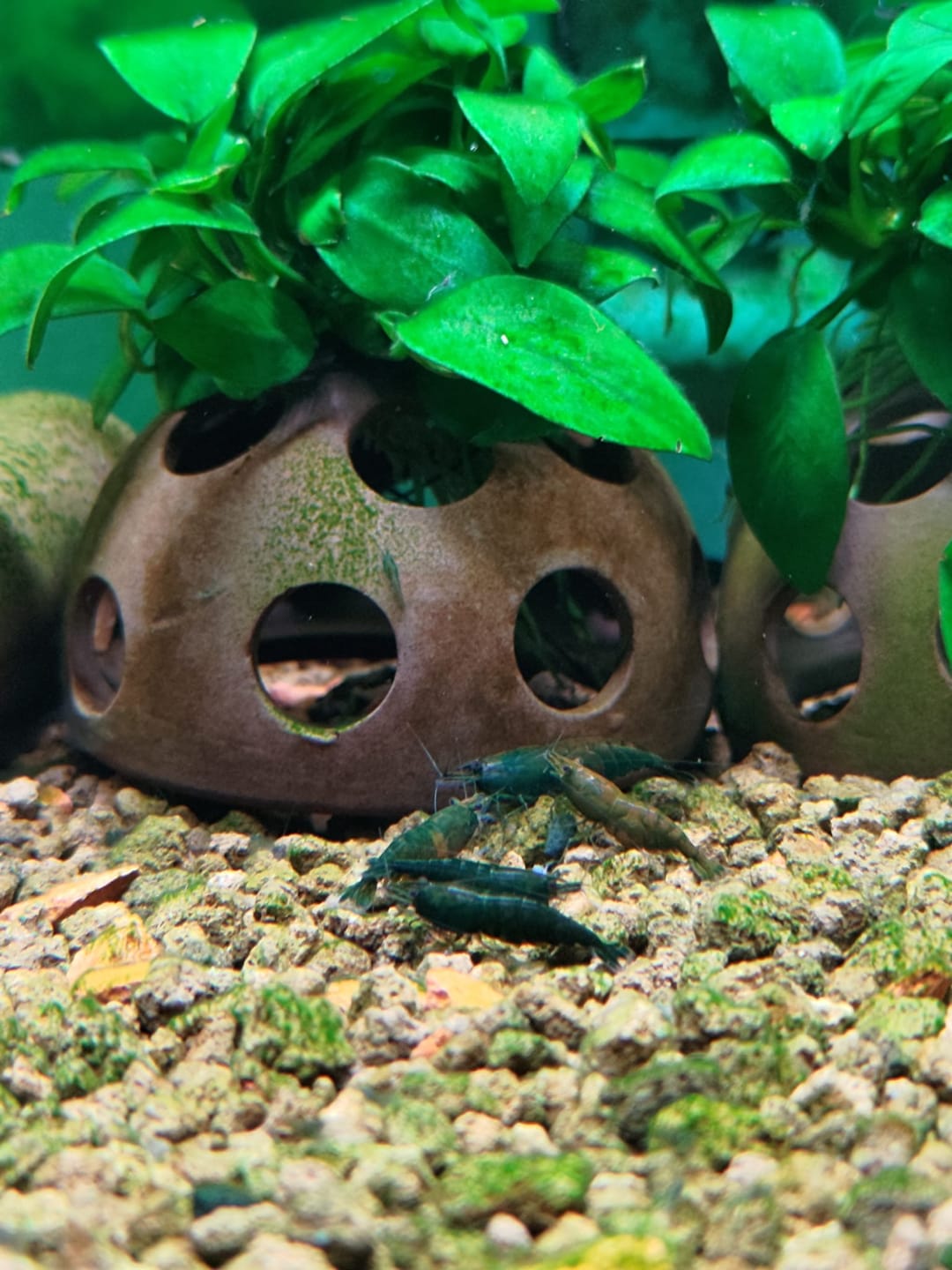 Customer photo review of Green Jade Neocaridina Shrimp