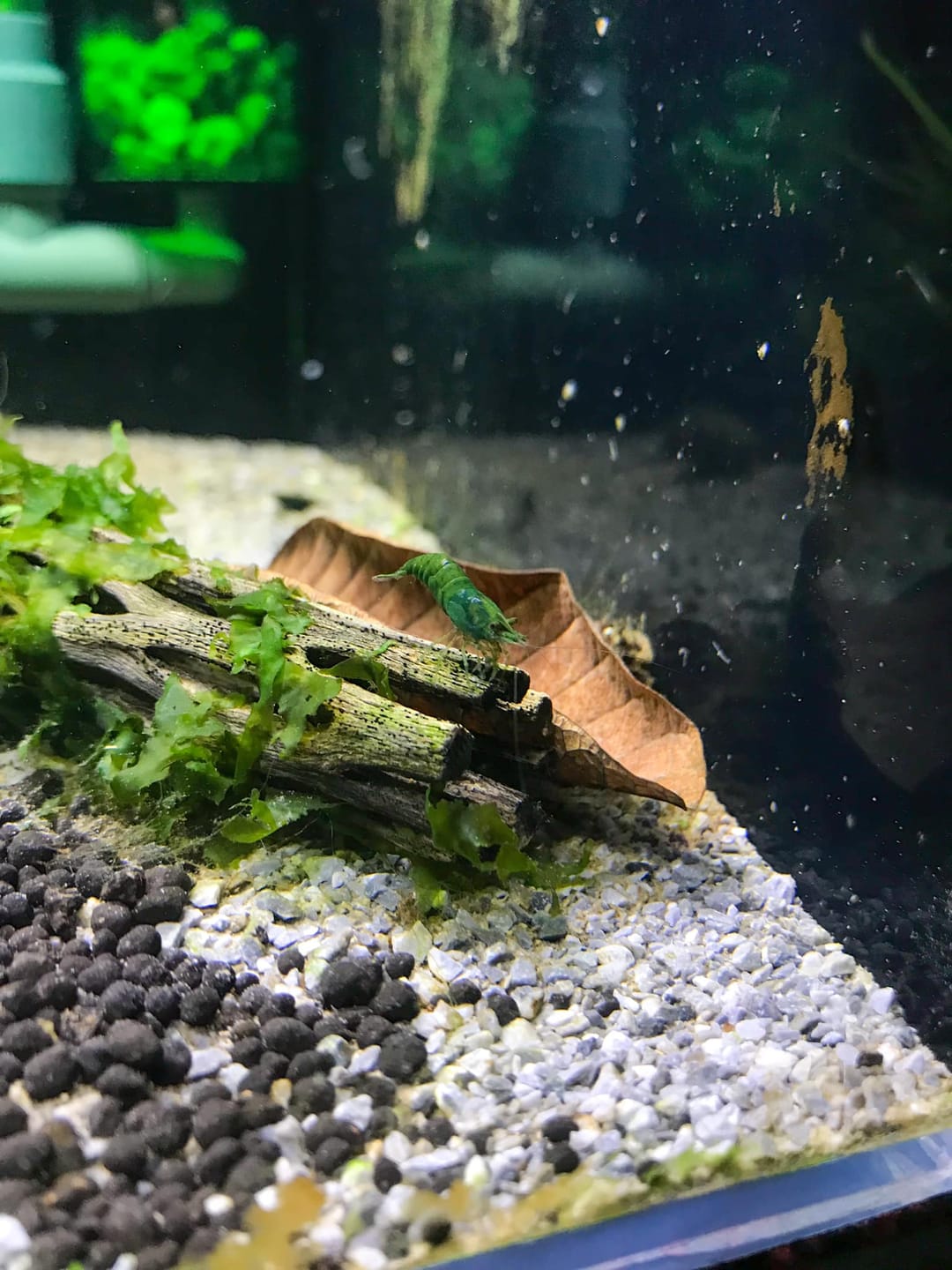 Customer photo review of Green Jade Neocaridina Shrimp