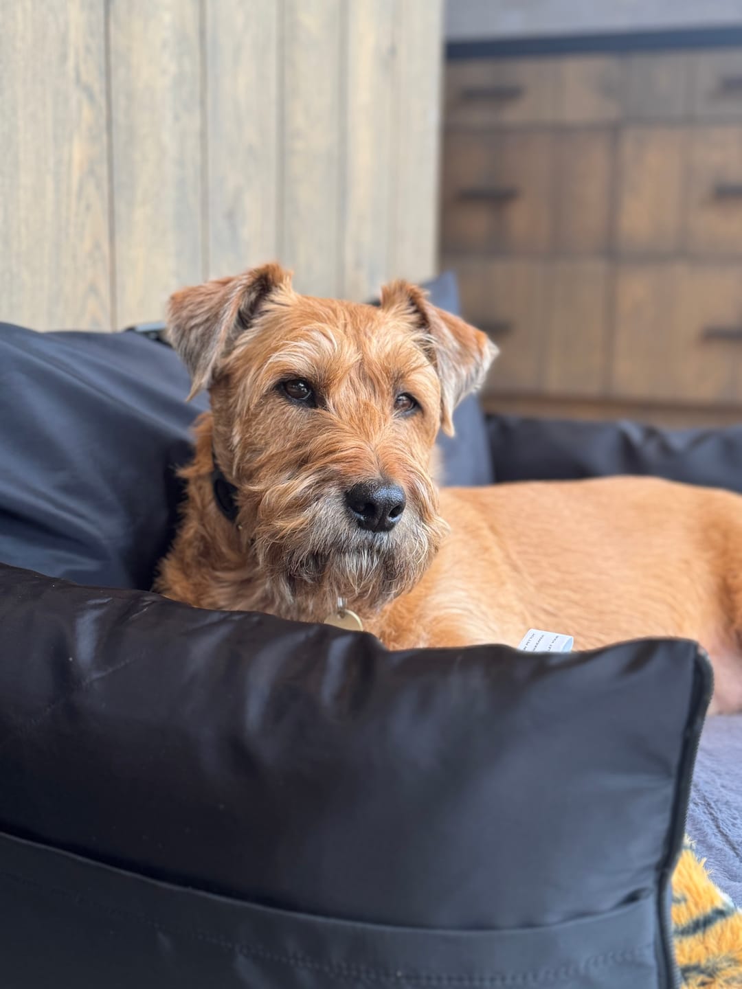 Customer photo review of Travel Dog Pod XL - Now With Isofix