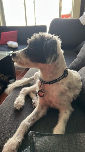 Customer photo review of Placa Super Dog