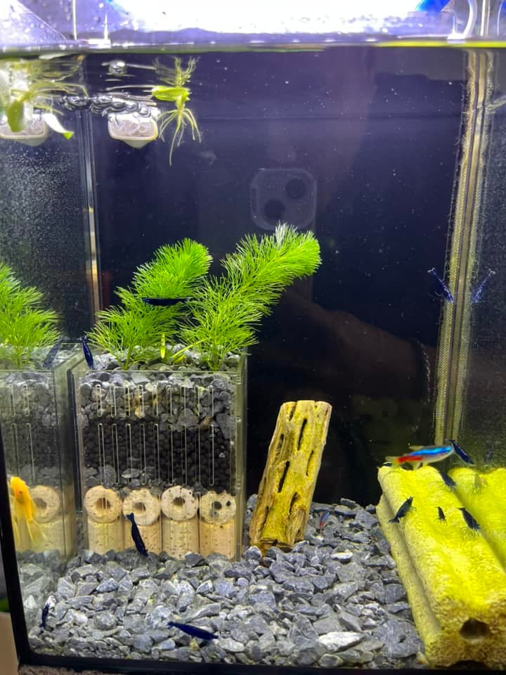 Customer photo review of Blue Dream Neocaridina Shrimp