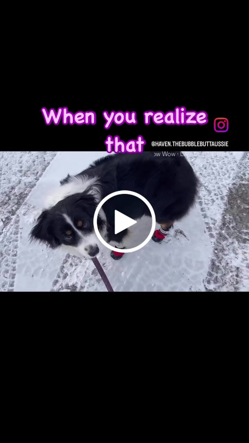 Customer video review of AIR PUP SOCKS / BOOT LINERS
