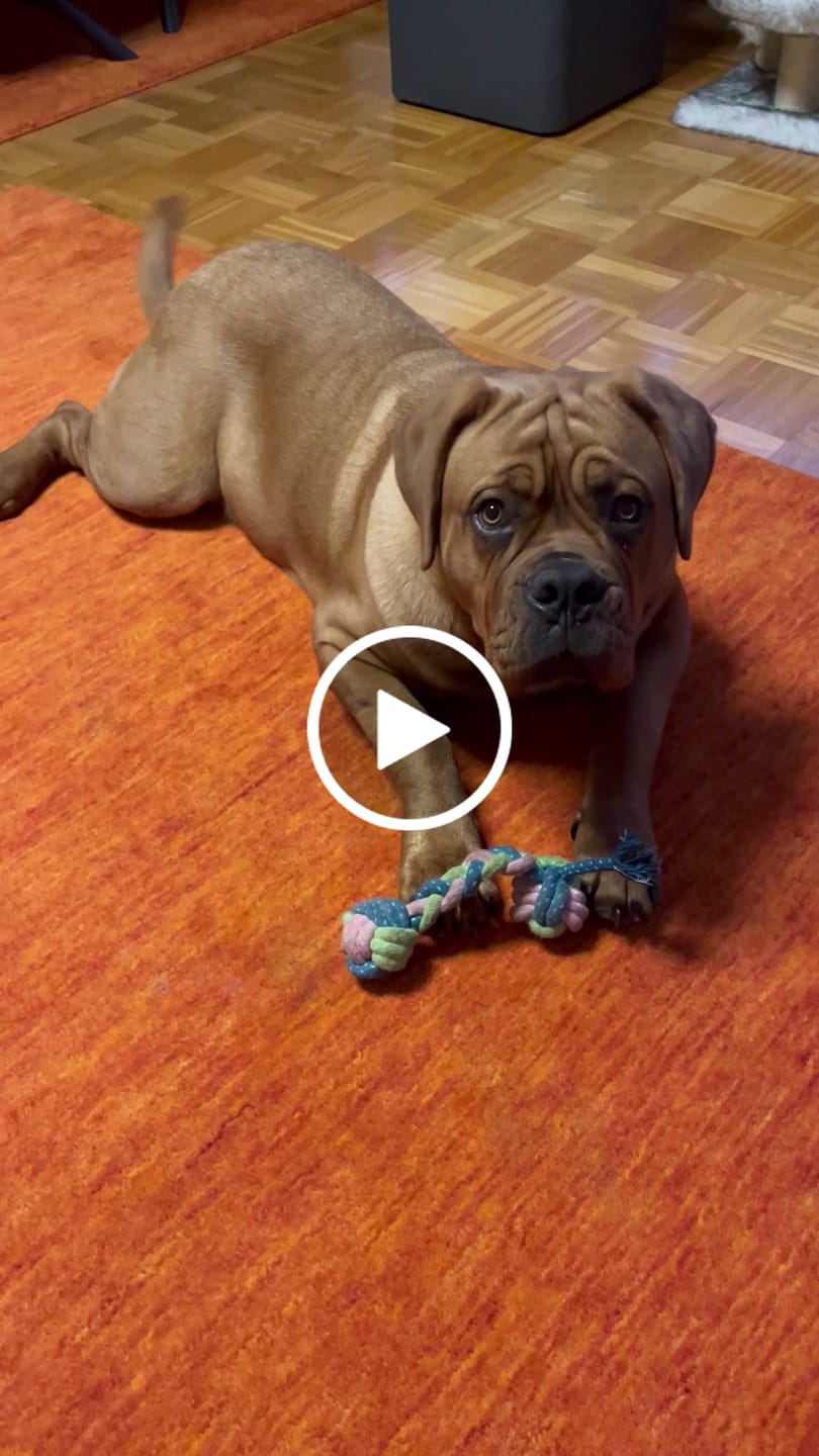 Customer video review of Allergietest Basic Hund