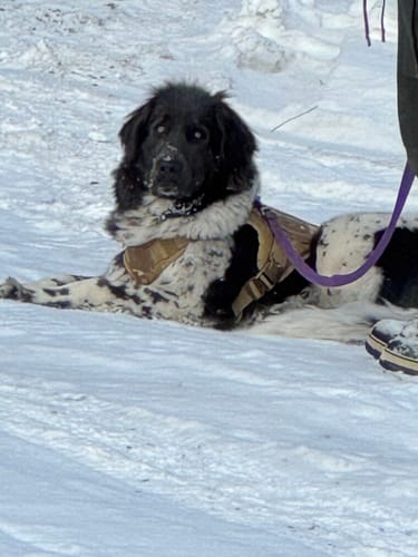 Customer photo review of 2MBH Harness Exchanges