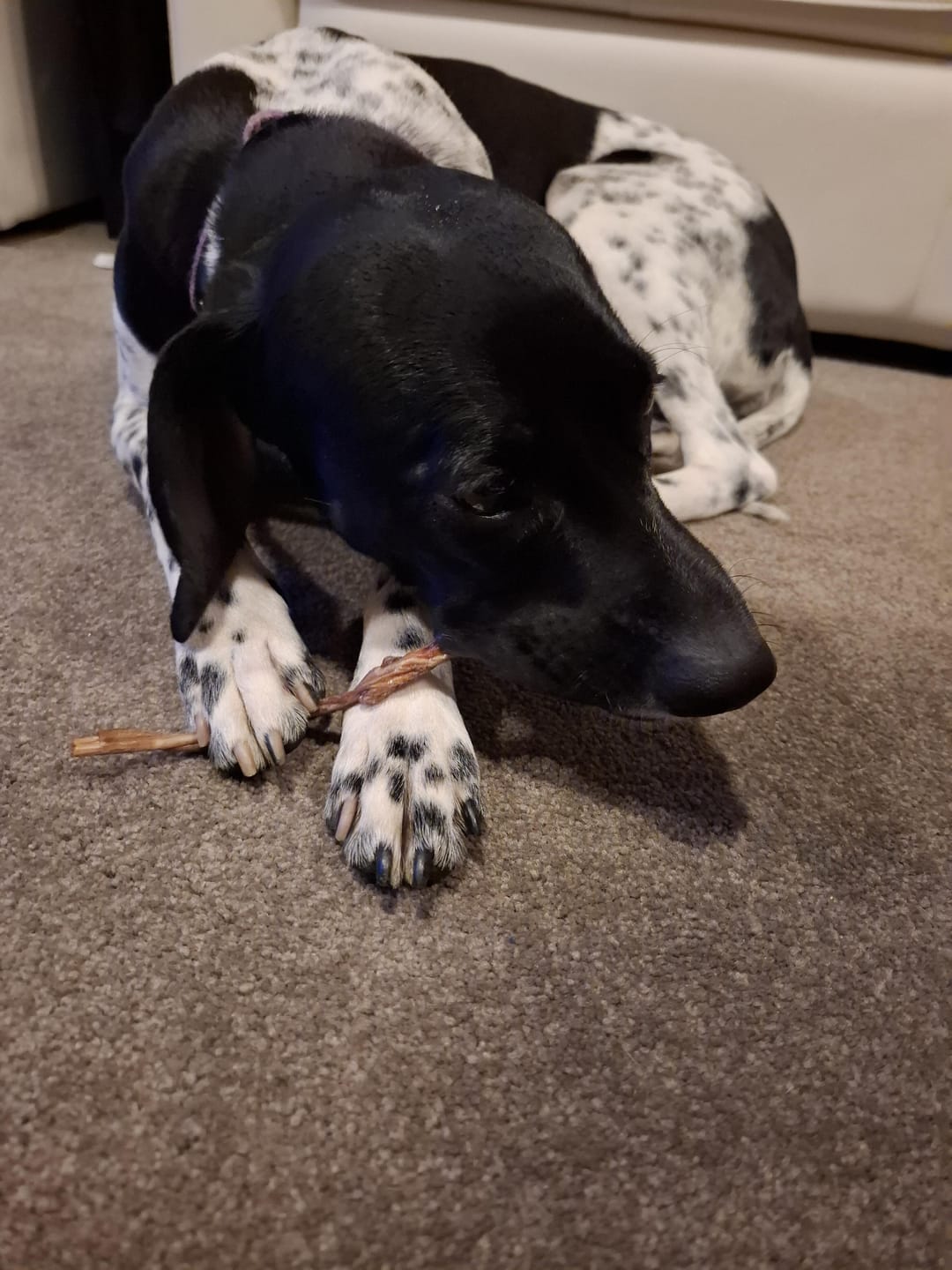 Customer photo review of Roo Tendons