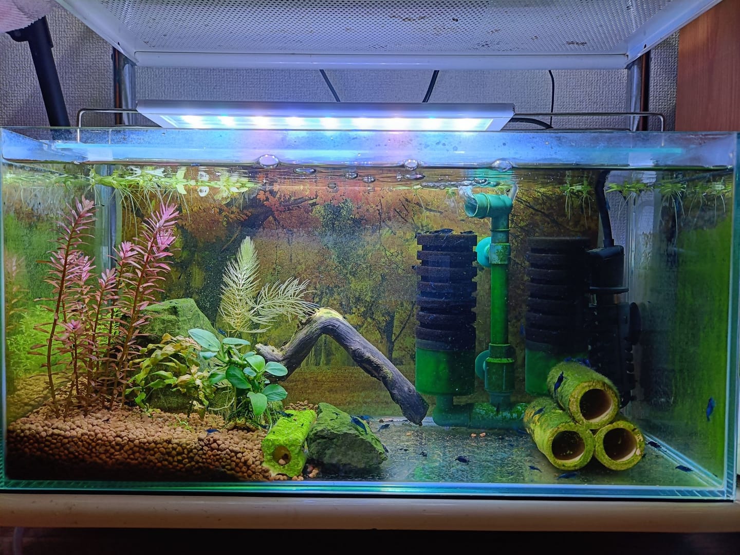 Customer photo review of Blue Dream Neocaridina Shrimp
