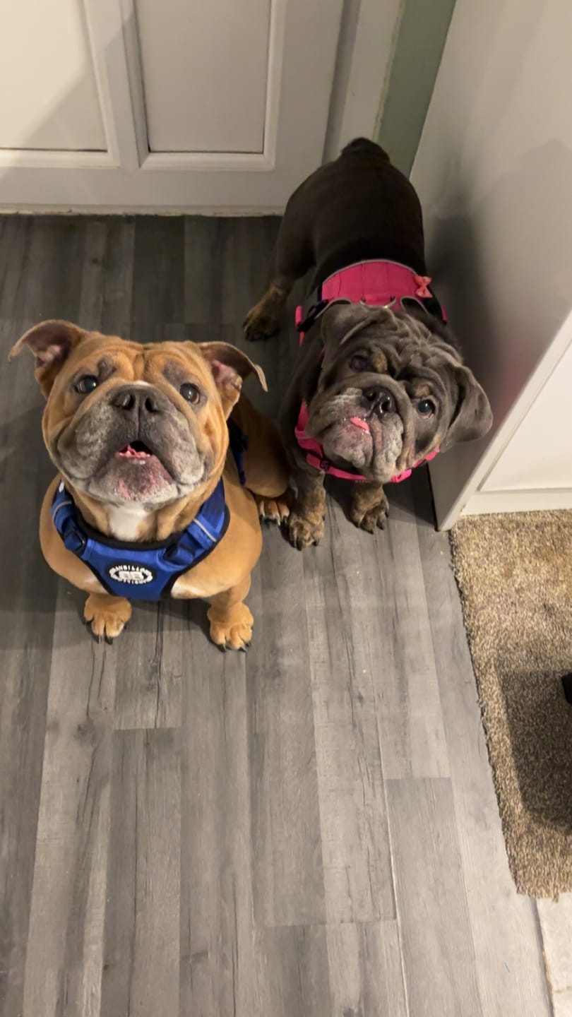 Customer photo review of Comfort Premium Harness | Non Restrictive - Blue