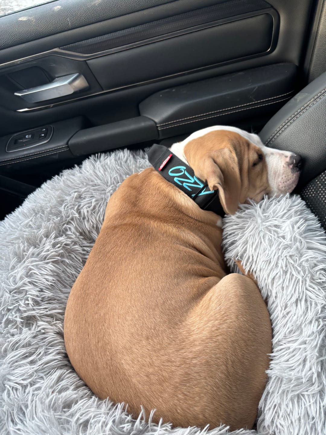 Customer photo review of 1.5" Tacti Slim Dog Collar- Black