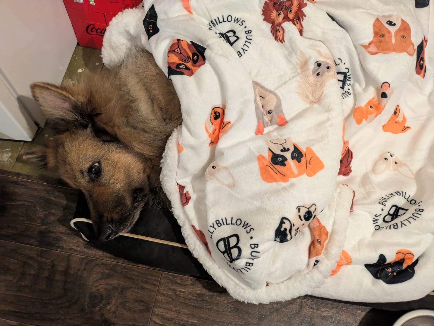 Customer photo review of Luxury Dog & Human Blanket