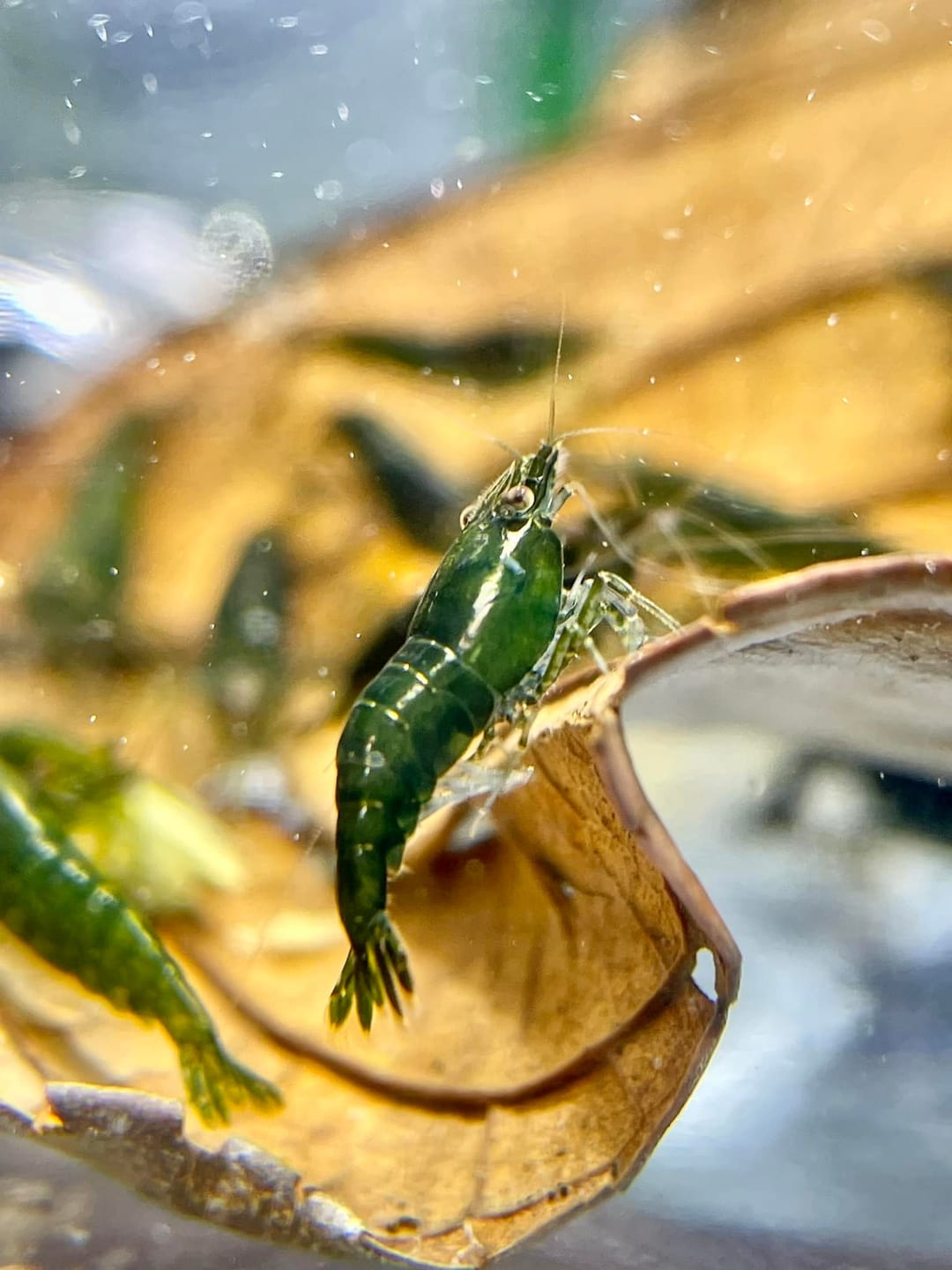 Customer photo review of Green Jade Neocaridina Shrimp
