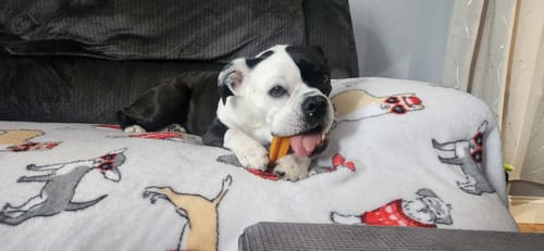 Customer photo review of Mix Flavored (Strawberry, Banana, Mint, & Pumpkin): a Pack of 4 Sticks