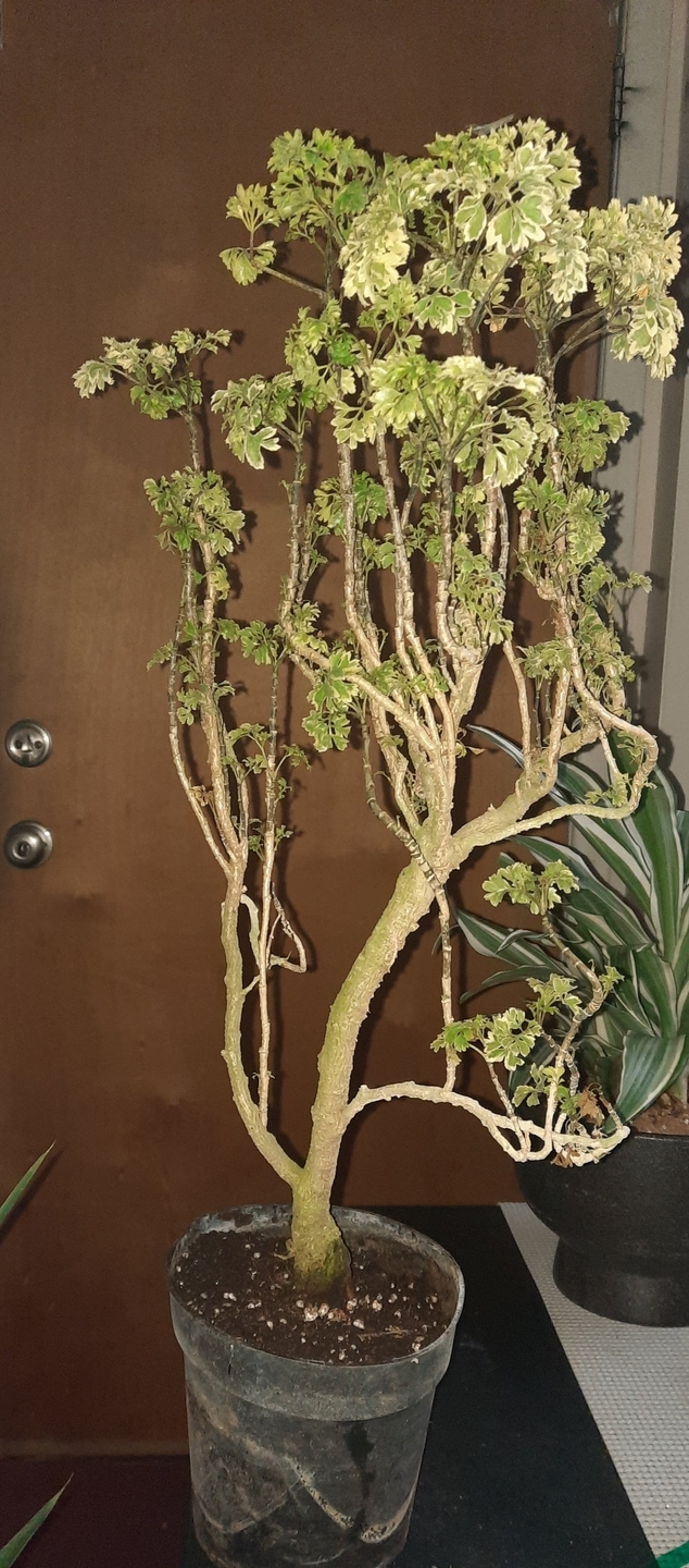 Explore Aralia Ming Gold Bonsai Tree | Eureka Farms