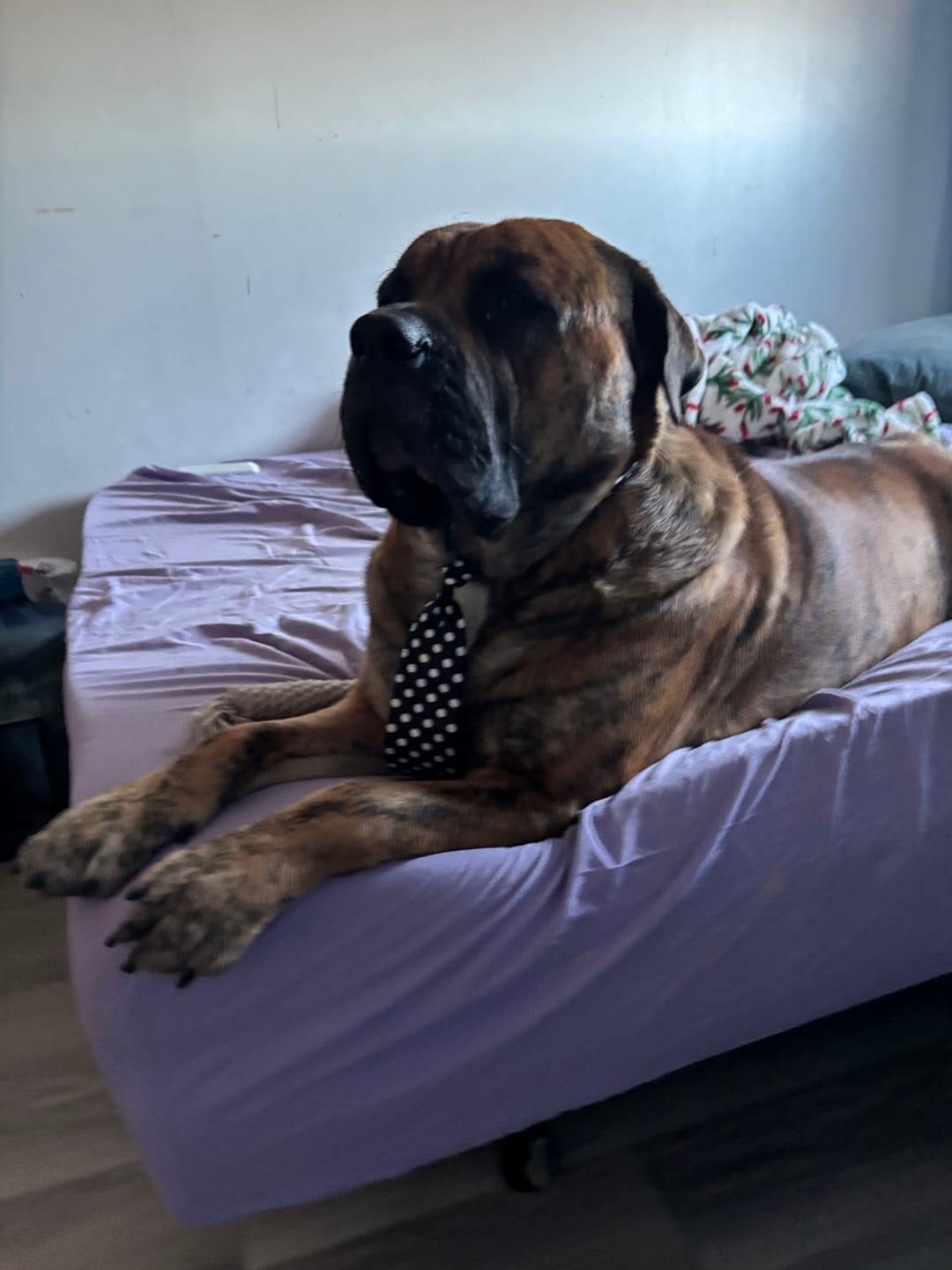 Customer photo review of 2.5" ProGuard Tactical Collar