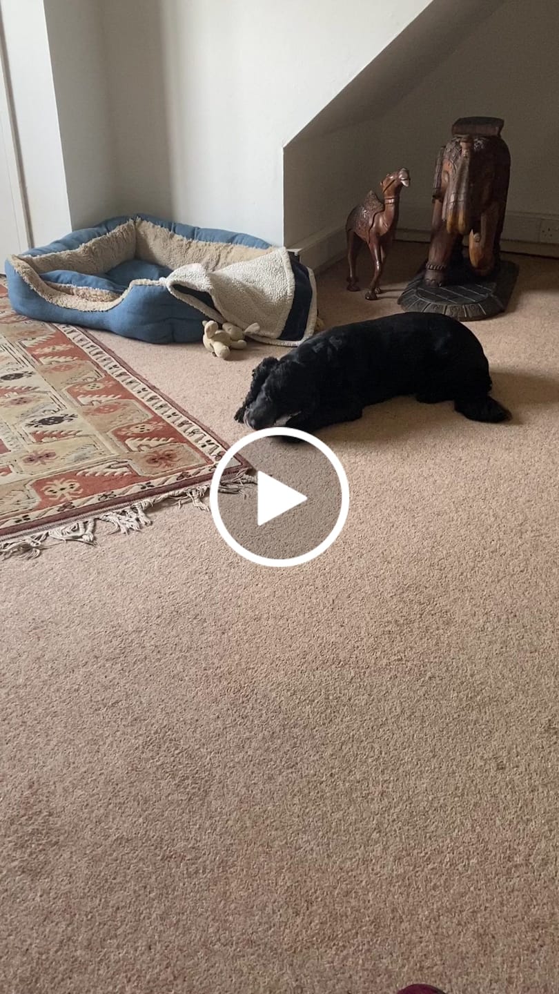 Customer video review of British Venison Dry Food