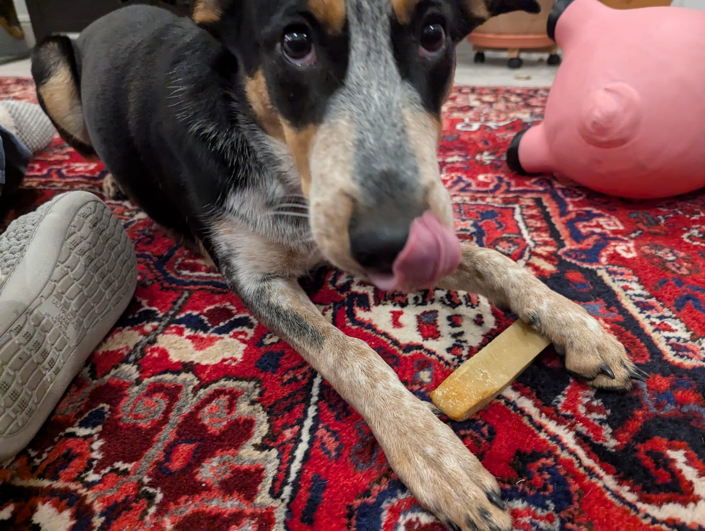 Customer photo review of Himalayan Yak Chew (LARGE)