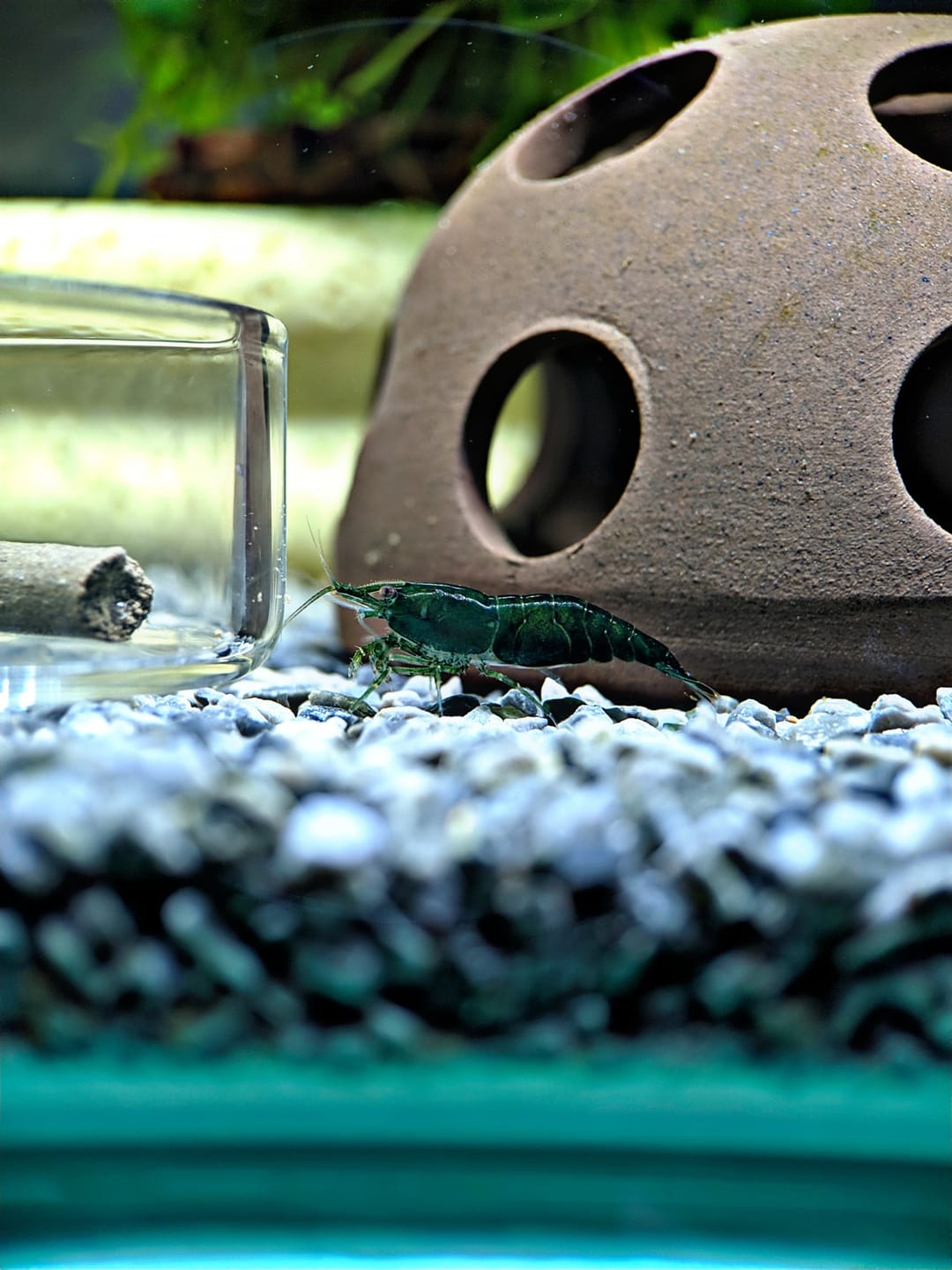 Customer photo review of Green Jade Neocaridina Shrimp
