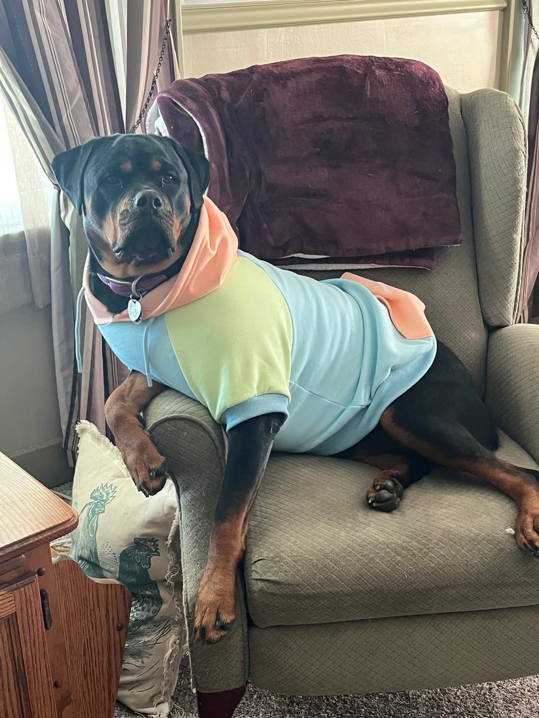 Customer photo review of Jelly Bean Dog Hoodie