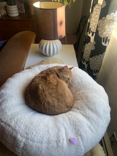Customer photo review of Marshmallow Pudding Bed