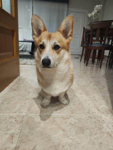 Customer photo review of Grain Free Puppy Salmon & Turkey