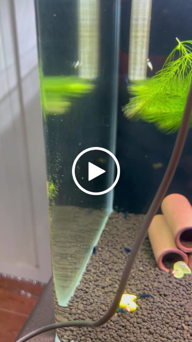 Customer video review of Blue Dream Neocaridina Shrimp